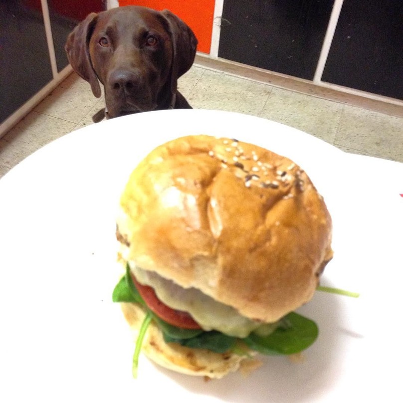 Illustration de l'article : 16 chiens qui n’attendent qu’une seule chose : votre repas !