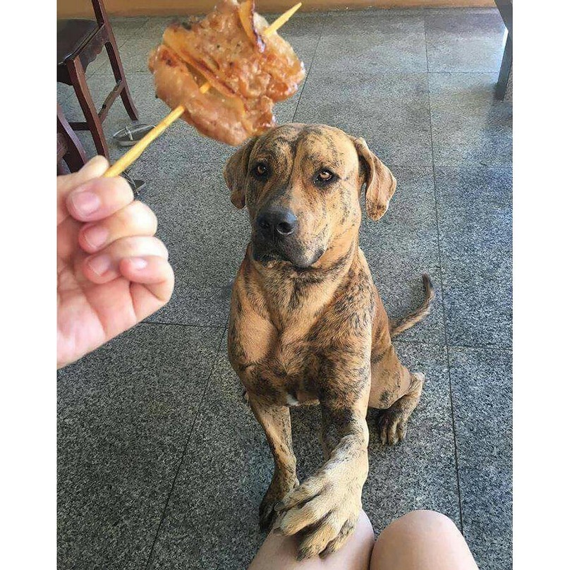 Illustration de l'article : 16 chiens qui n’attendent qu’une seule chose : votre repas !