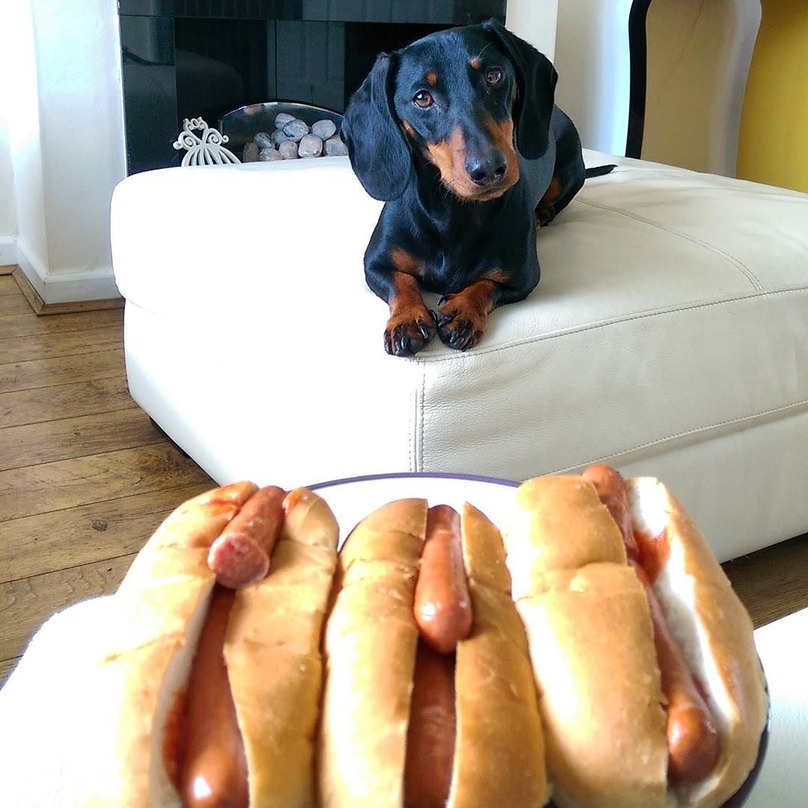 Illustration de l'article : 16 chiens qui n’attendent qu’une seule chose : votre repas !