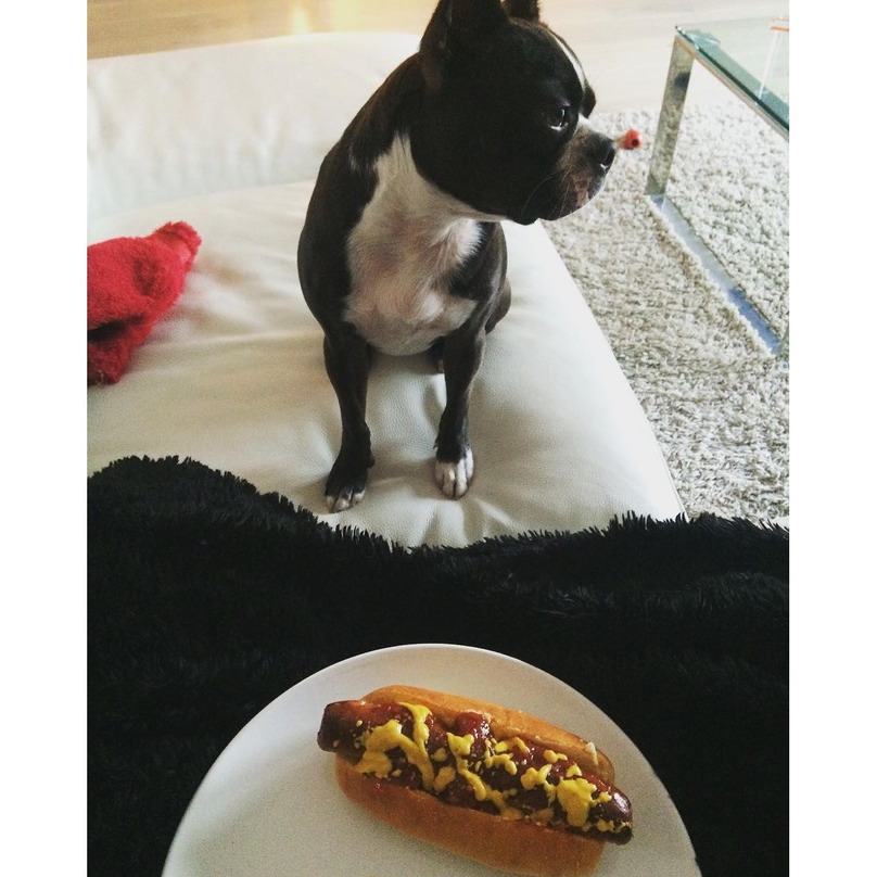 Illustration de l'article : 16 chiens qui n’attendent qu’une seule chose : votre repas !