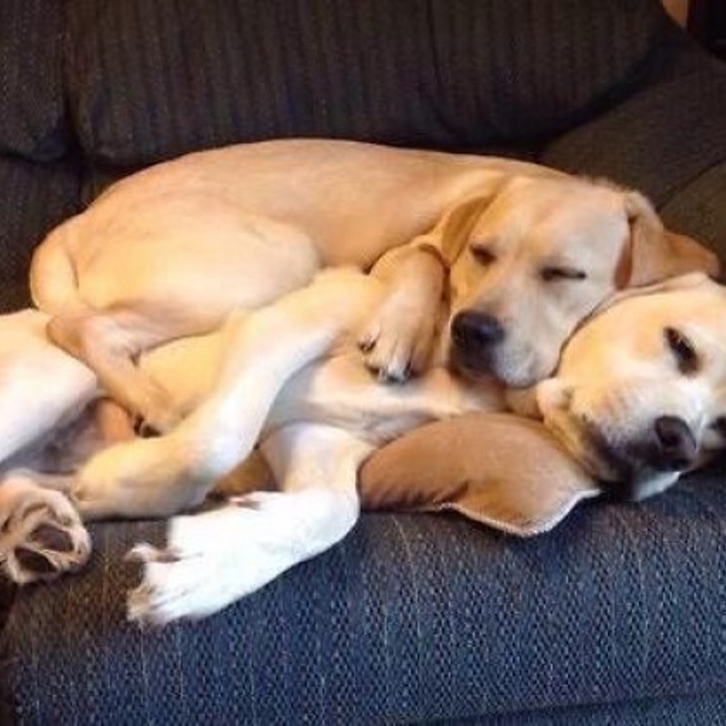 Illustration de l'article : 19 chiens qui s’endorment dans des positions aussi bizarres que mignonnes !