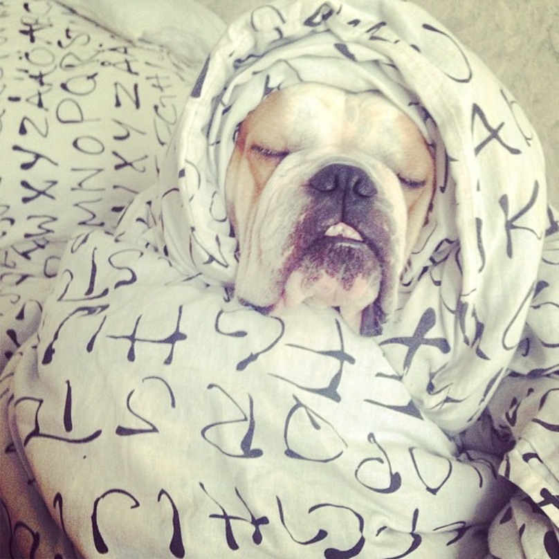 Illustration de l'article : 19 chiens qui s’endorment dans des positions aussi bizarres que mignonnes !