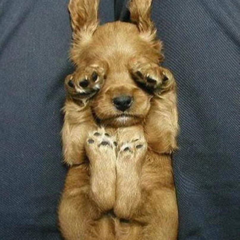Illustration de l'article : 19 chiens qui s’endorment dans des positions aussi bizarres que mignonnes !
