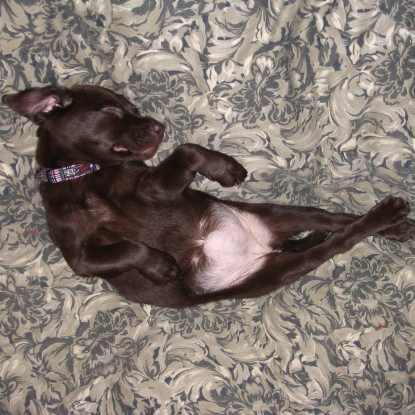 Illustration de l'article : 19 chiens qui s’endorment dans des positions aussi bizarres que mignonnes !