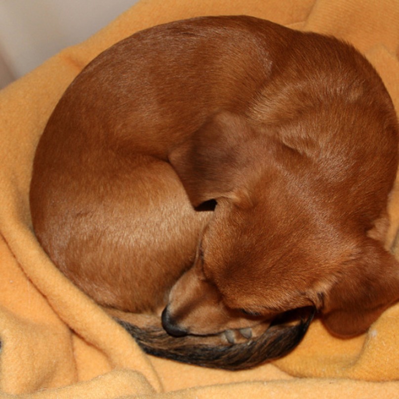 Illustration de l'article : 19 chiens qui s’endorment dans des positions aussi bizarres que mignonnes !
