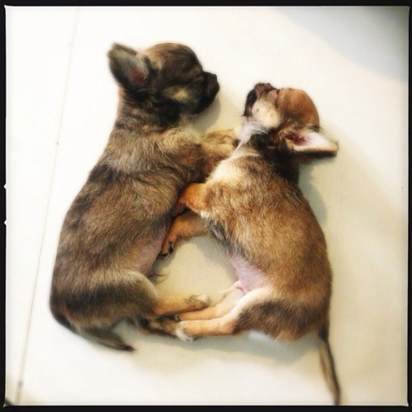 Illustration de l'article : 19 chiens qui s’endorment dans des positions aussi bizarres que mignonnes !