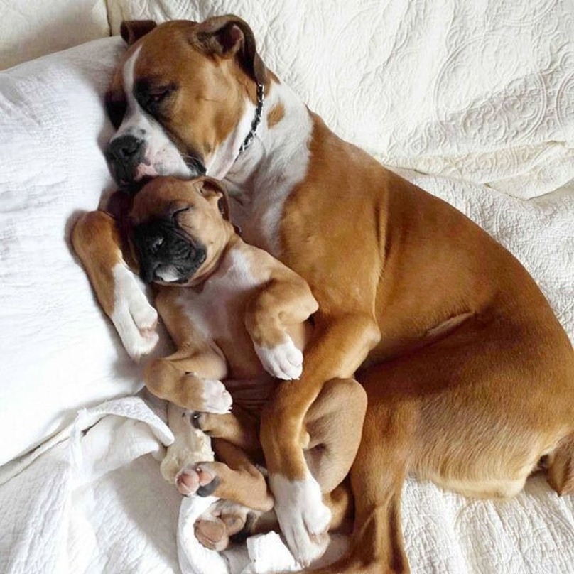Illustration de l'article : 19 chiens qui s’endorment dans des positions aussi bizarres que mignonnes !