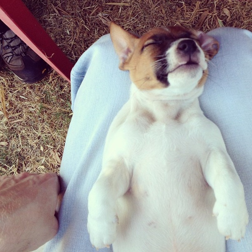 Illustration de l'article : 19 chiens qui s’endorment dans des positions aussi bizarres que mignonnes !