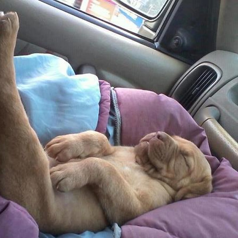 Illustration de l'article : 19 chiens qui s’endorment dans des positions aussi bizarres que mignonnes !