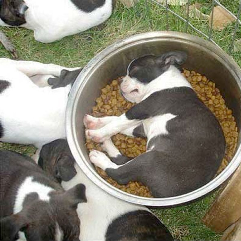 Illustration de l'article : 19 chiens qui s’endorment dans des positions aussi bizarres que mignonnes !