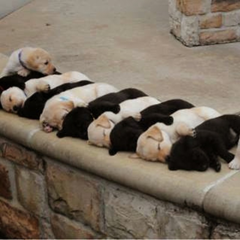 Illustration de l'article : 19 chiens qui s’endorment dans des positions aussi bizarres que mignonnes !