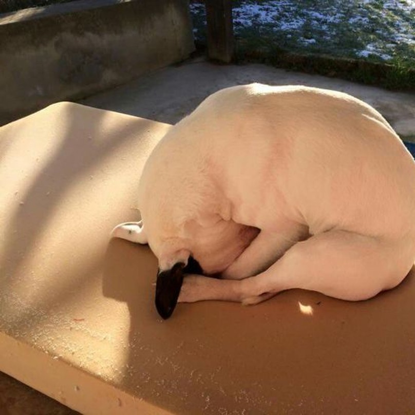 Illustration de l'article : 19 chiens qui s’endorment dans des positions aussi bizarres que mignonnes !