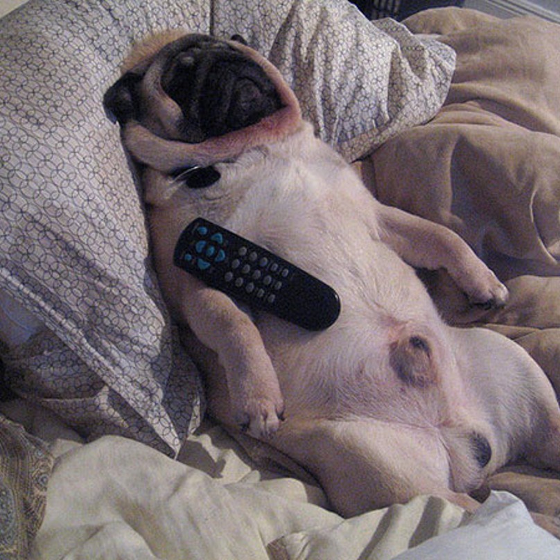 Illustration de l'article : 19 chiens qui s’endorment dans des positions aussi bizarres que mignonnes !