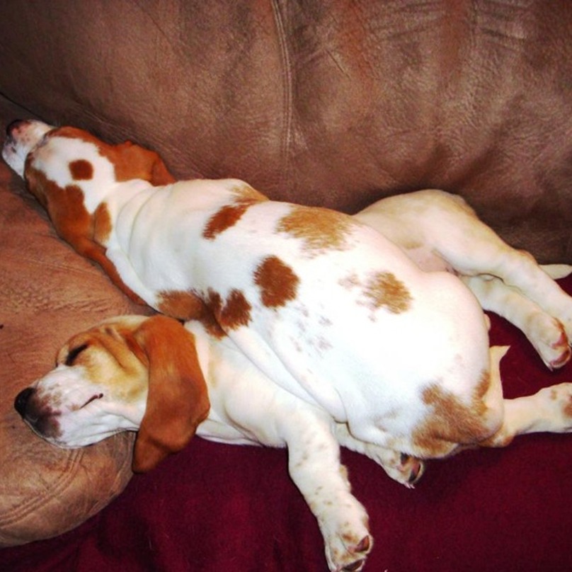 Illustration de l'article : 19 chiens qui s’endorment dans des positions aussi bizarres que mignonnes !