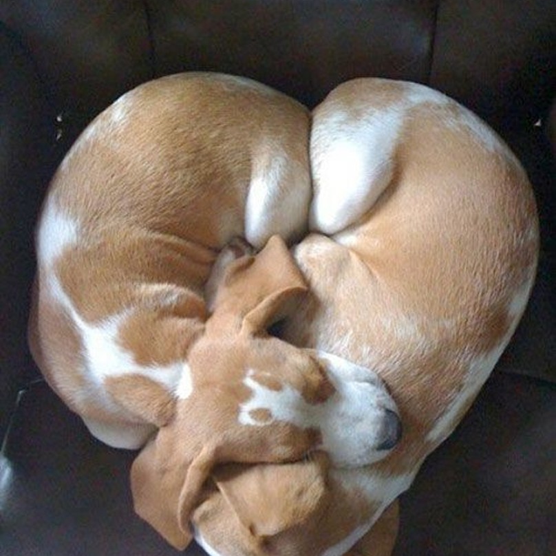 Illustration de l'article : 19 chiens qui s’endorment dans des positions aussi bizarres que mignonnes !