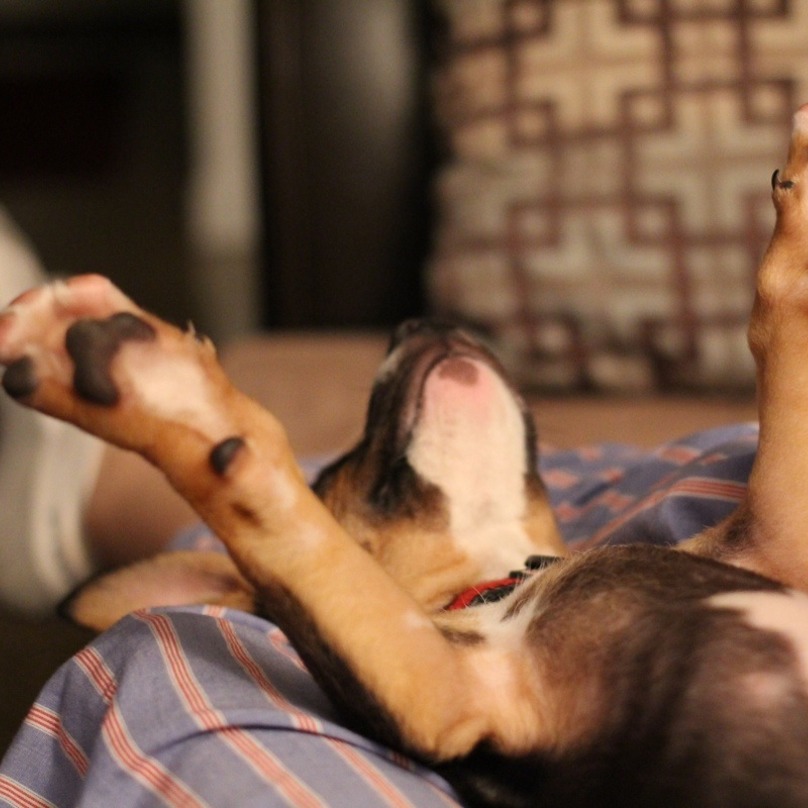 Illustration de l'article : 19 chiens qui s’endorment dans des positions aussi bizarres que mignonnes !