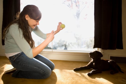 Illustration de l'article : 5 choses importantes à apprendre à votre nouveau chien dès son arrivée à la maison