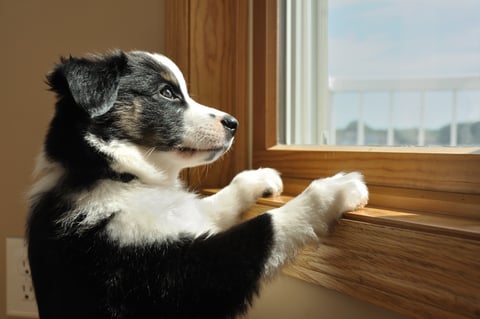 Illustration de l'article : 5 choses importantes à apprendre à votre nouveau chien dès son arrivée à la maison
