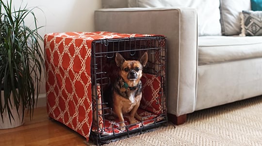 Illustration de l'article : 5 choses importantes à apprendre à votre nouveau chien dès son arrivée à la maison