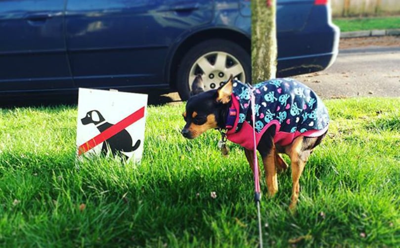 Illustration de l'article : 5 choses importantes à apprendre à votre nouveau chien dès son arrivée à la maison