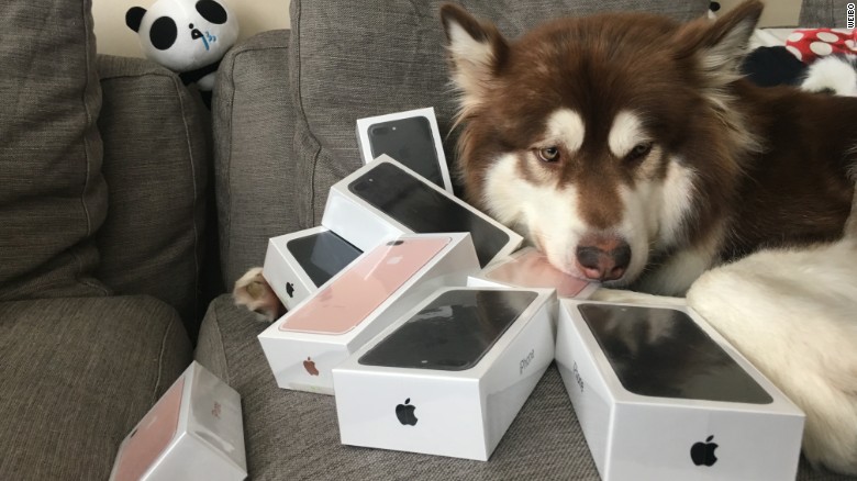 Illustration de l'article : Chine : Ivre, le fils d'un milliardaire chinois offre 8 iPhone 7 à son chien !