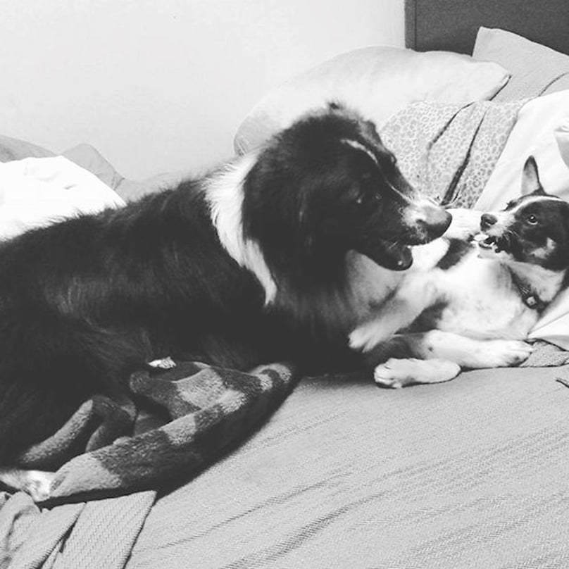 Illustration de l'article : 9 comportements canins pouvant être liés à des troubles psychologiques