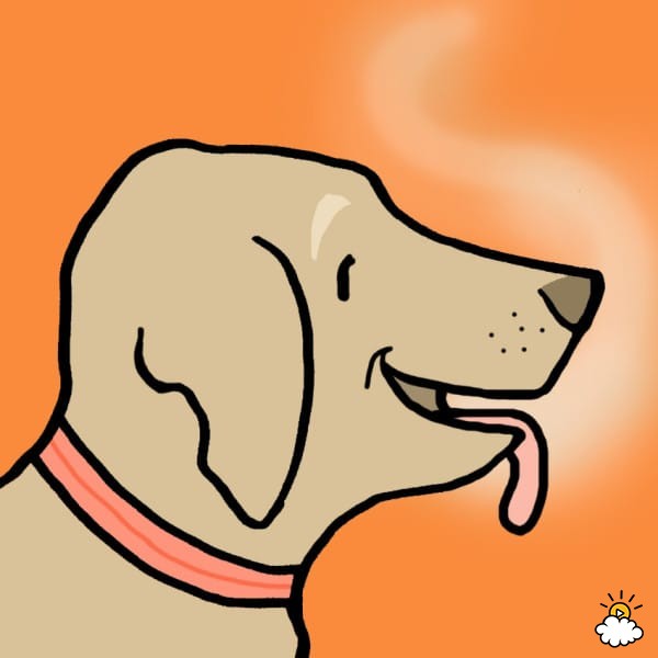 Illustration de l'article : 8 bonnes raisons de laisser votre chien vous lécher le visage