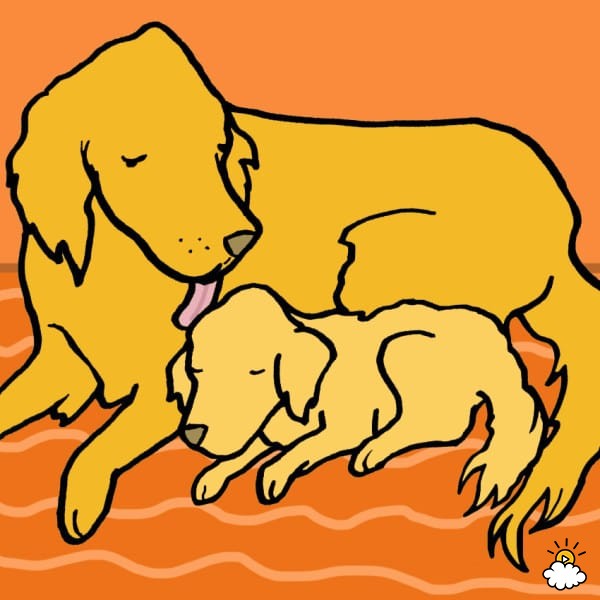 Illustration de l'article : 8 bonnes raisons de laisser votre chien vous lécher le visage
