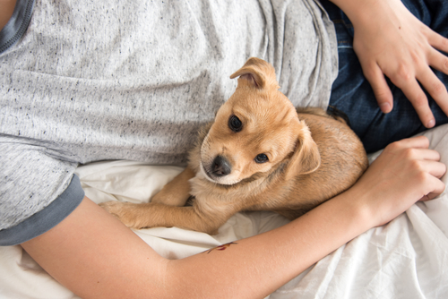 Illustration de l'article : 5 raisons pour lesquelles dormir avec son chien n'est pas une si mauvaise idée