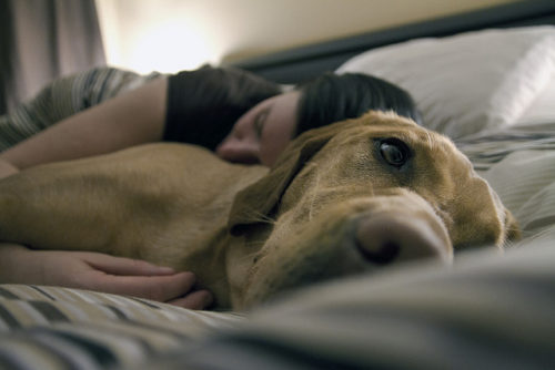 Illustration de l'article : 5 raisons pour lesquelles dormir avec son chien n'est pas une si mauvaise idée