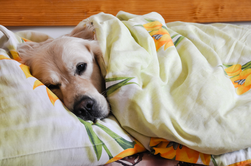 Illustration de l'article : 5 raisons pour lesquelles dormir avec son chien n'est pas une si mauvaise idée