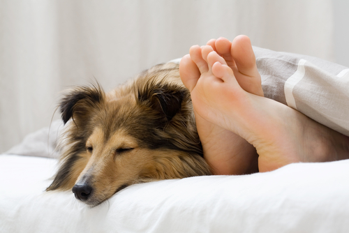 Illustration de l'article : 5 raisons pour lesquelles dormir avec son chien n'est pas une si mauvaise idée