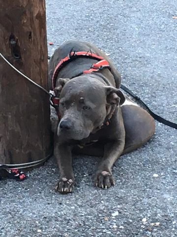 Illustration of the article: Abandoned in front of a cat shelter, this Pitbull finds a home