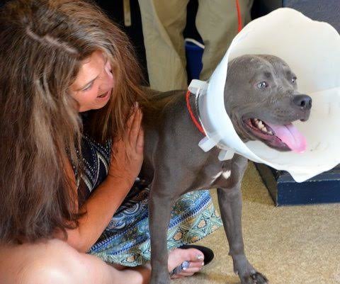 Illustration of the article: Abandoned in front of a cat shelter, this Pitbull finds a home