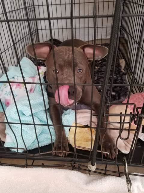 Illustration of the article: Abandoned in front of a cat shelter, this Pitbull finds a home
