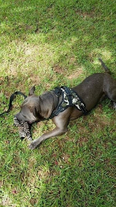 Illustration of the article: Abandoned in front of a cat shelter, this Pitbull finds a home