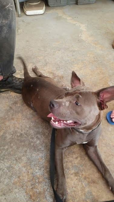 Illustration of the article: Abandoned in front of a cat shelter, this Pitbull finds a home