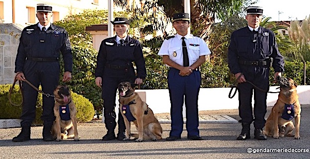 Illustration de l'article : 3 chiens de la gendarmerie de Corse reçoivent la médaille de la Défense nationale