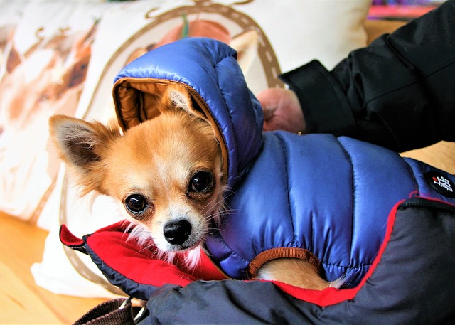Illustration de l'article : 10 races de chiens qui supportent mal le froid hivernal