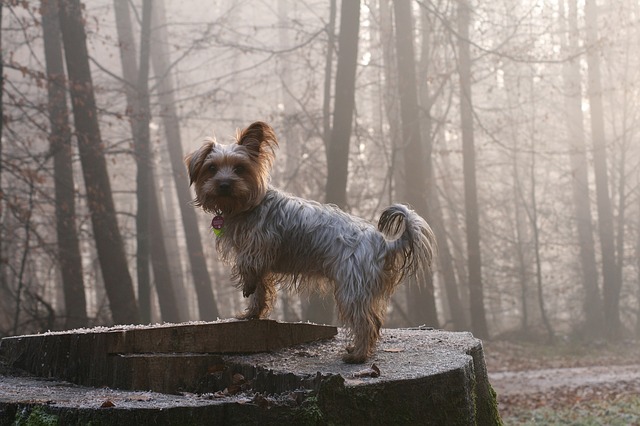 Illustration de l'article : 10 races de chiens qui supportent mal le froid hivernal