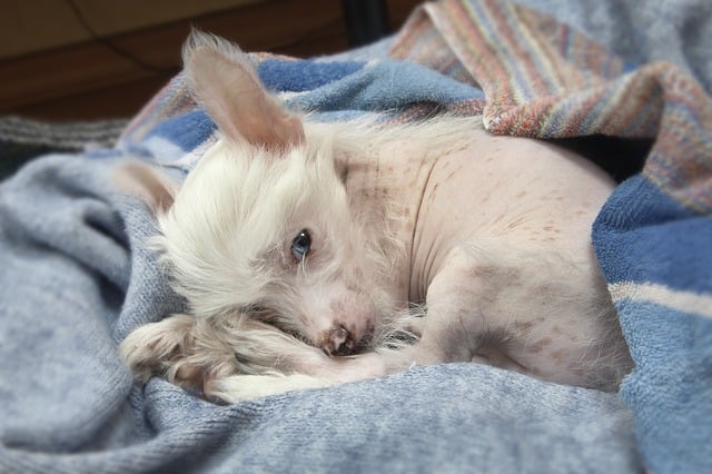 Illustration de l'article : 10 races de chiens qui supportent mal le froid hivernal