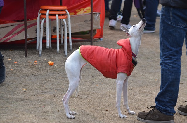 Illustration de l'article : 10 races de chiens qui supportent mal le froid hivernal