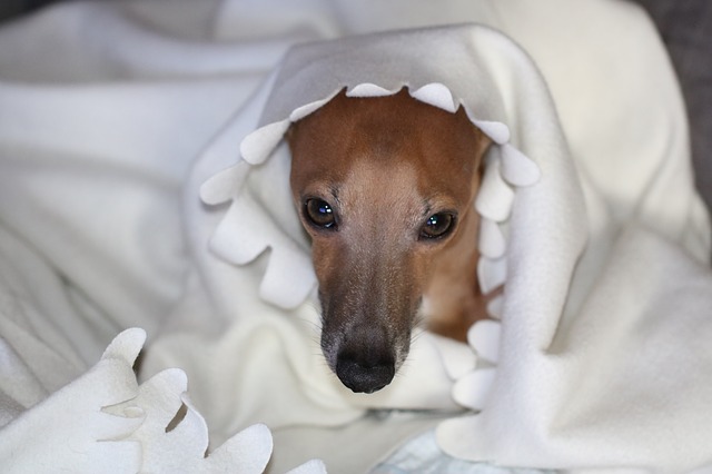 Illustration de l'article : 10 races de chiens qui supportent mal le froid hivernal