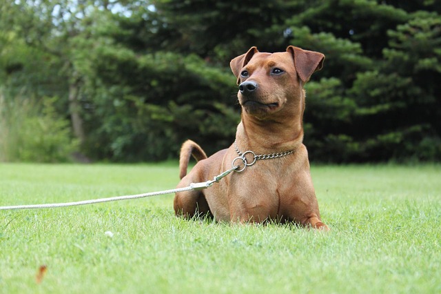 Illustration de l'article : 10 races de chiens qui supportent mal le froid hivernal