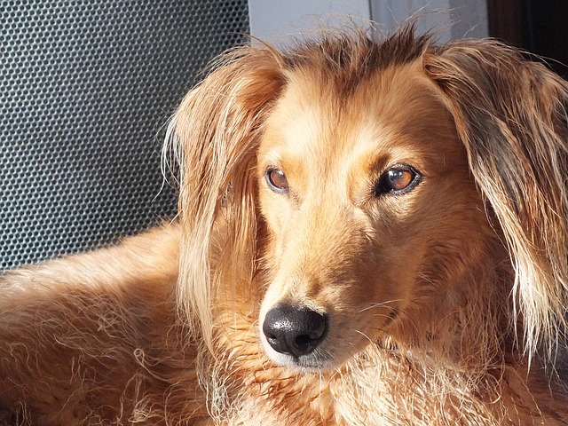 Illustration de l'article : 10 races de chiens qui supportent mal le froid hivernal