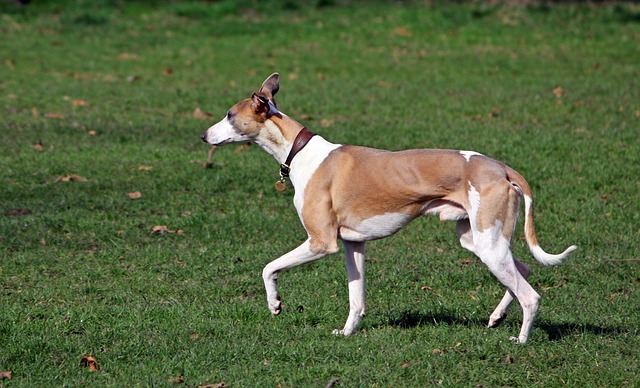 Illustration de l'article : 10 races de chiens qui supportent mal le froid hivernal