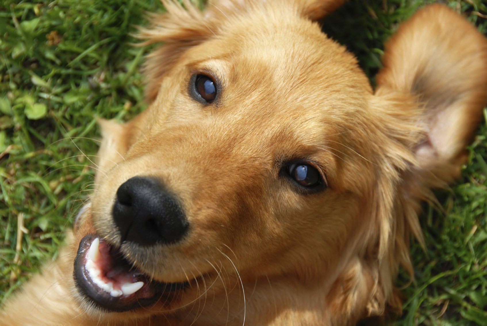 Illustration de l'article : 10 gestes que font les chiens pour vous dire quelque chose