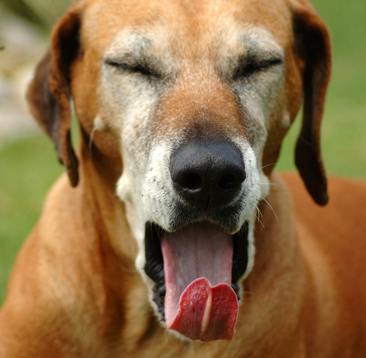 Illustration de l'article : 10 gestes que font les chiens pour vous dire quelque chose