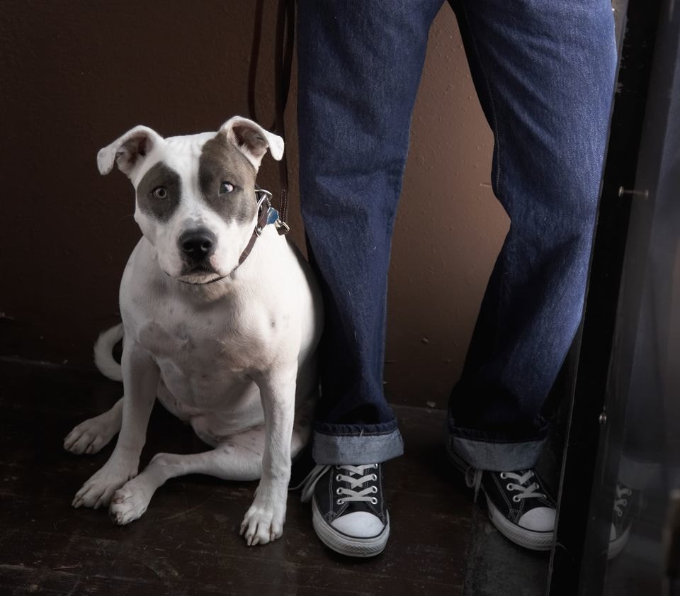 Illustration de l'article : 10 gestes que font les chiens pour vous dire quelque chose