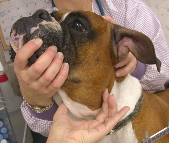 10 Signes Annonciateurs Du Cancer Canin
